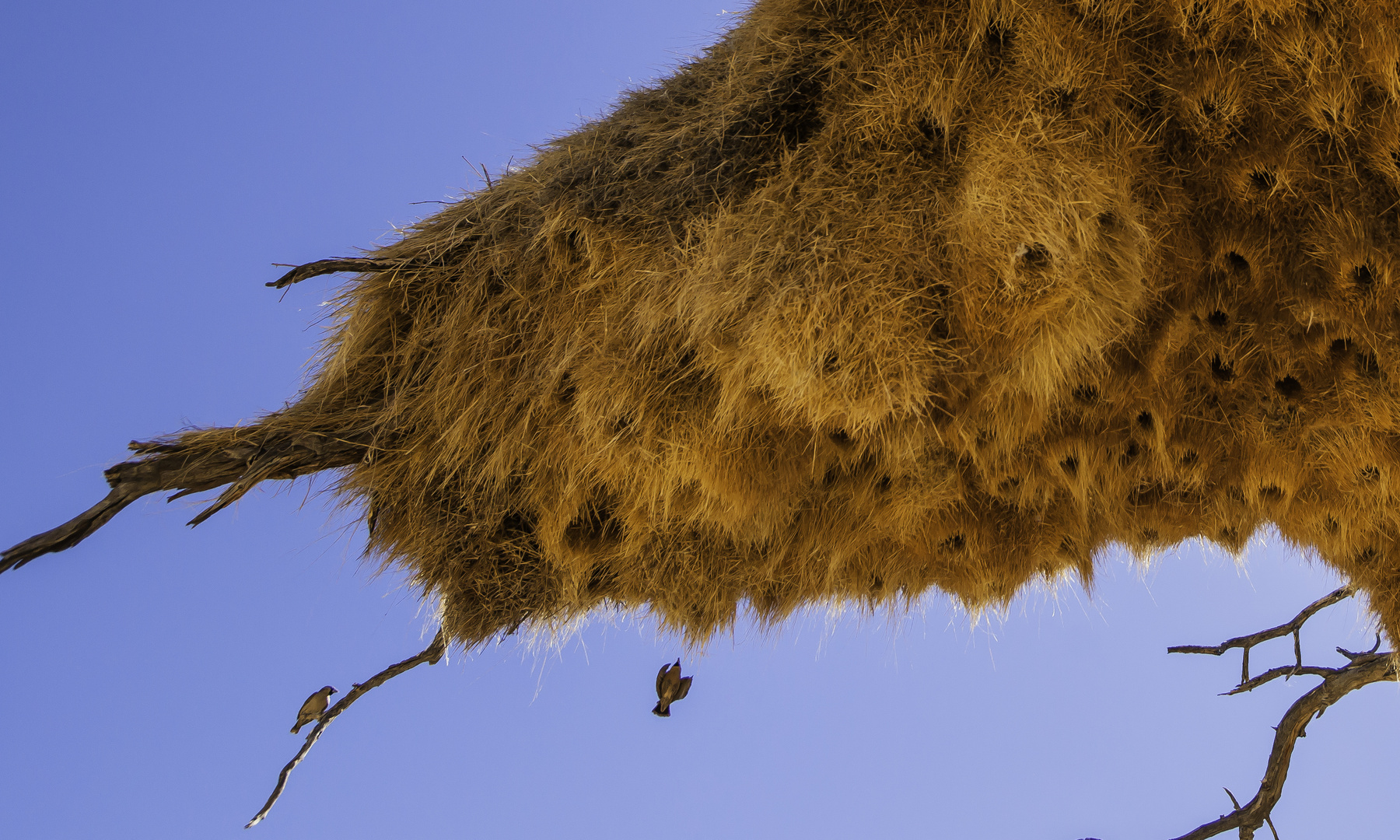 Webervogel-Nest - I