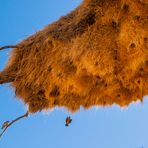 Webervogel-Nest - I