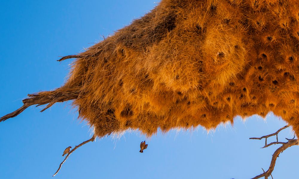 Webervogel-Nest - I