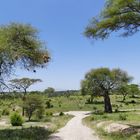 ...Webervogel Nester im Tarangire NP...