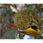 Webervogel - Ploceidae