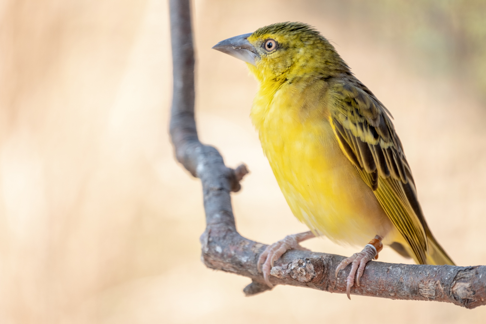 Webervogel - Ploceidae