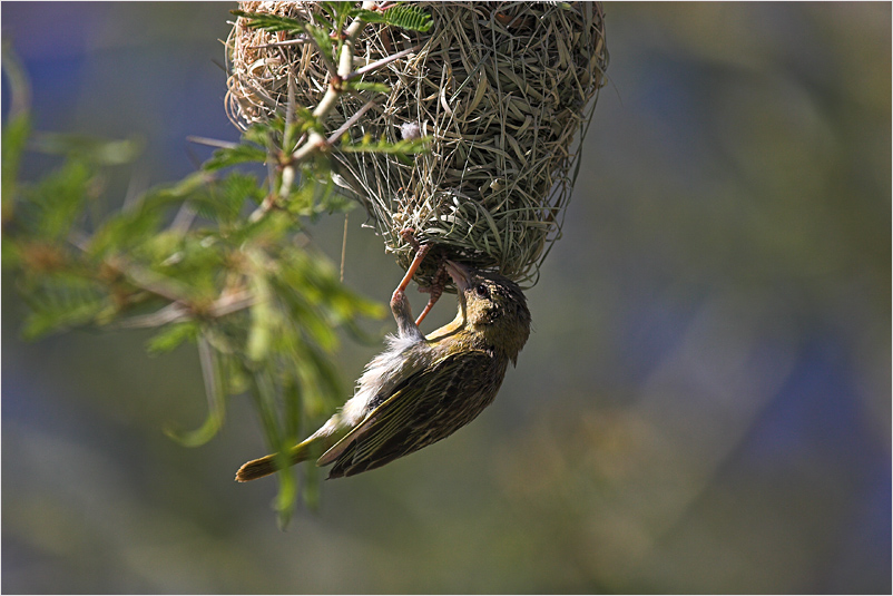 Webervogeldame bei der Nestkontrolle