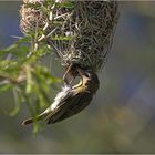 Webervogeldame bei der Nestkontrolle