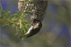 Webervogeldame bei der Nestkontrolle