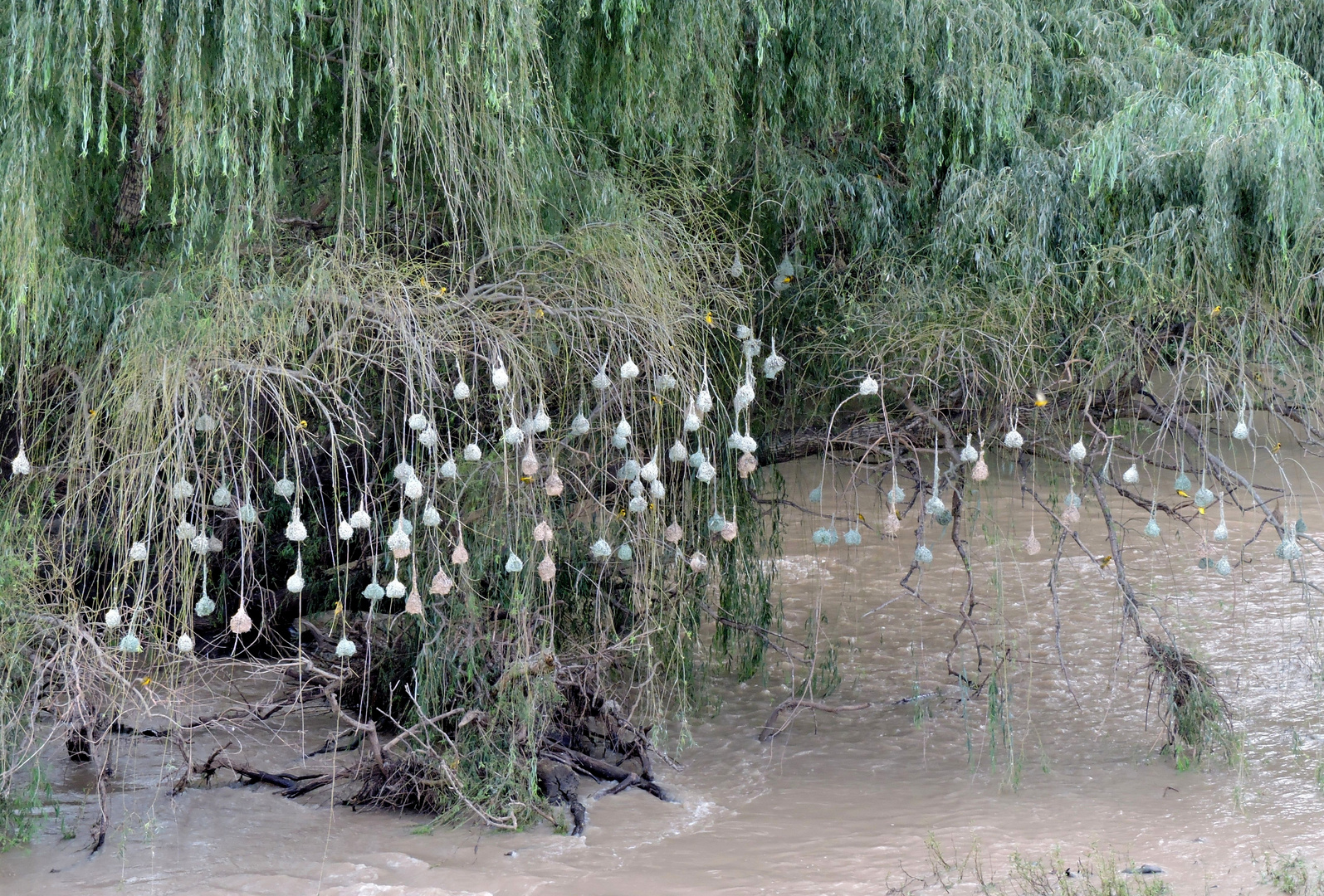 Webervogelkolonie am Ncome River ( Bloodriver ) bei Dundee .