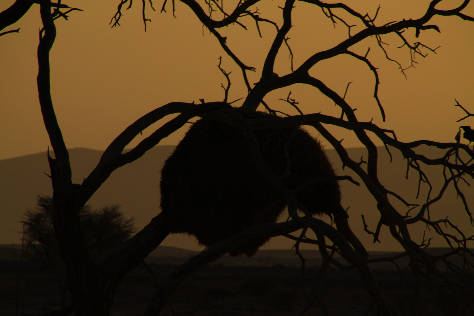 Webervogelnest