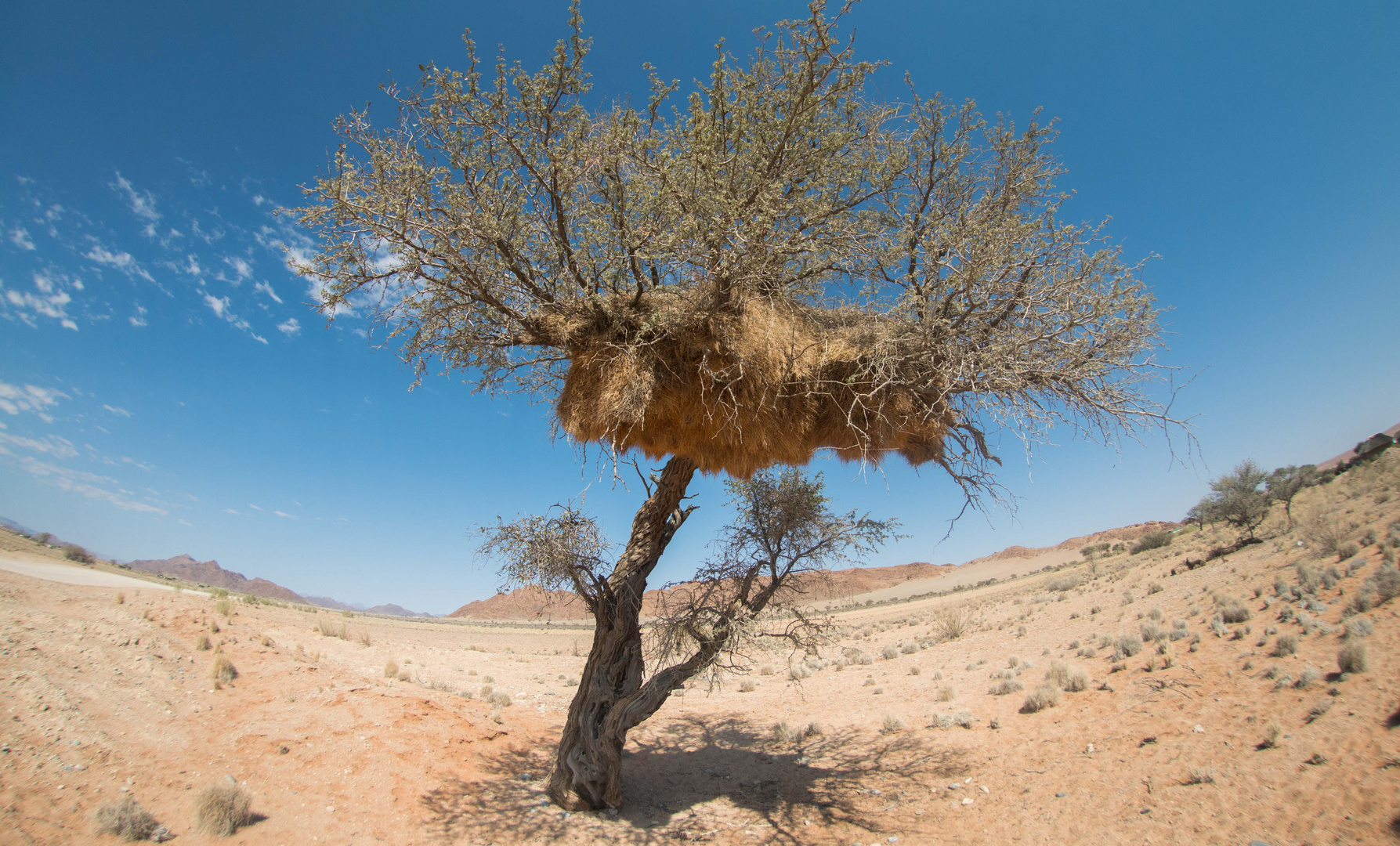 Webervogelnest