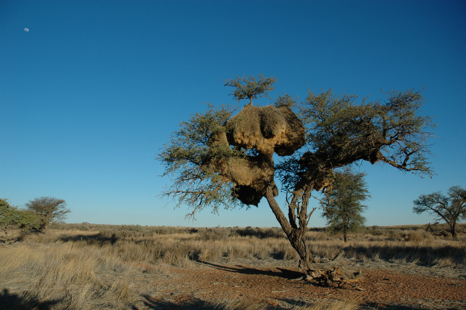 Webervogelnest