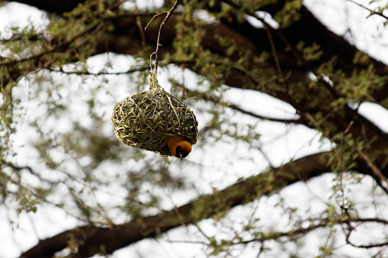 Webervogelnest