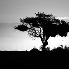 Webervogelnest im Sonnenuntergang