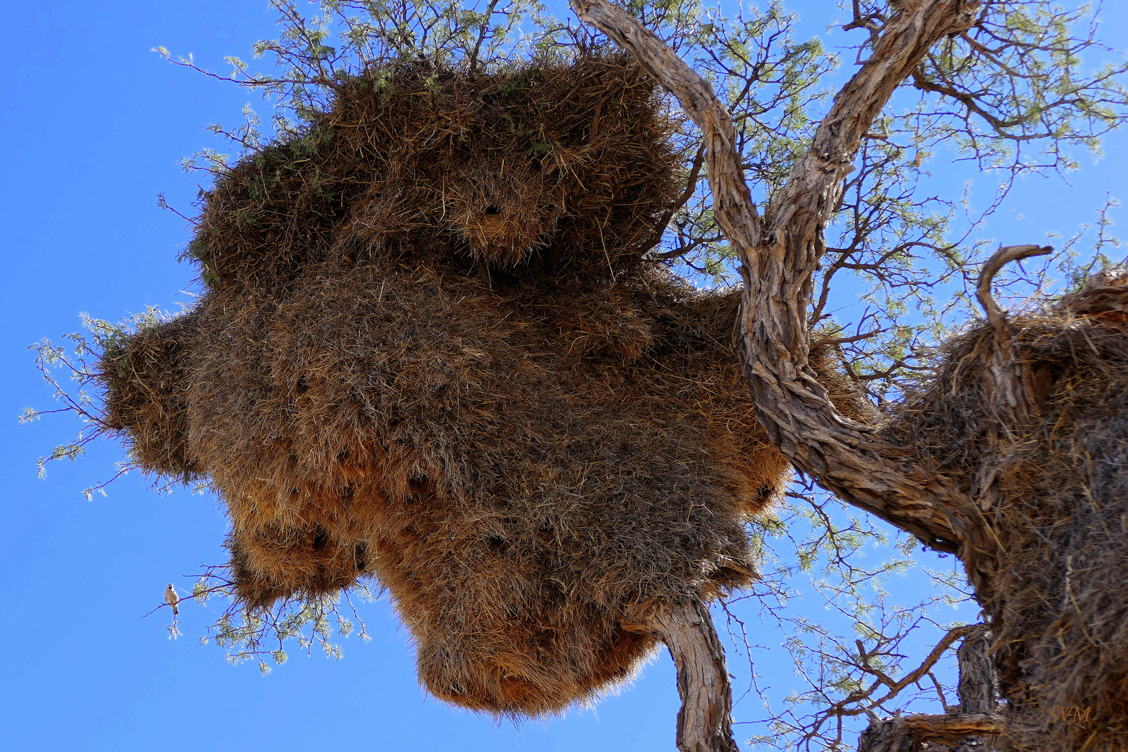 Webervogelnest in Namibia