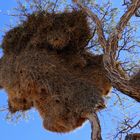 Webervogelnest in Namibia