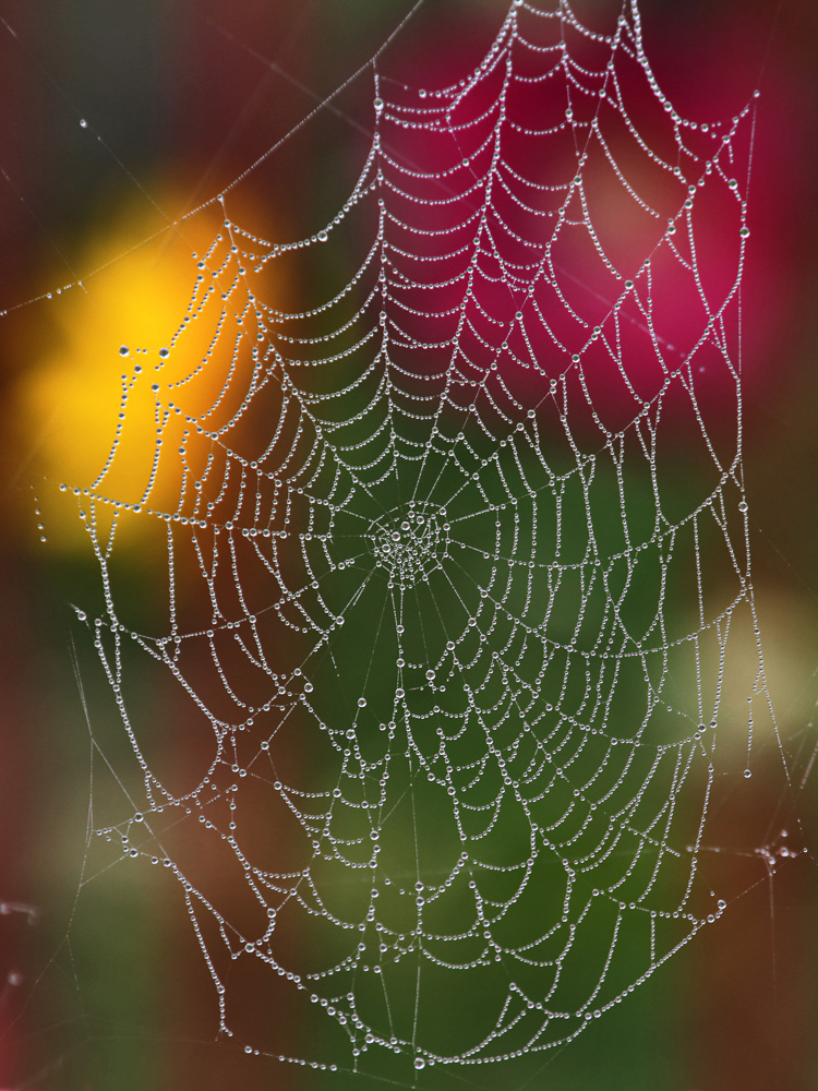 WEB.Kunst