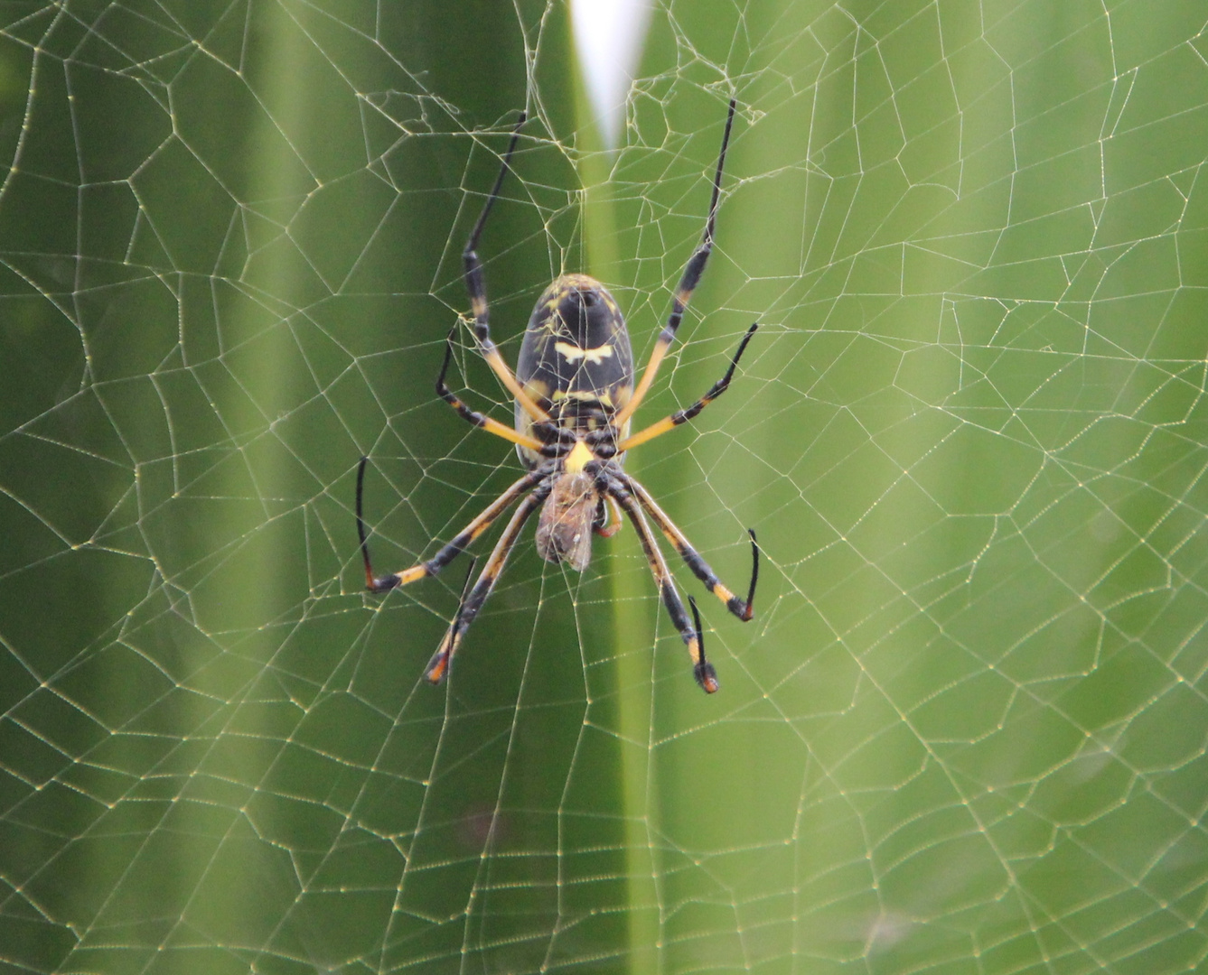 Webspinne