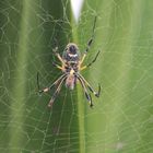 Webspinne