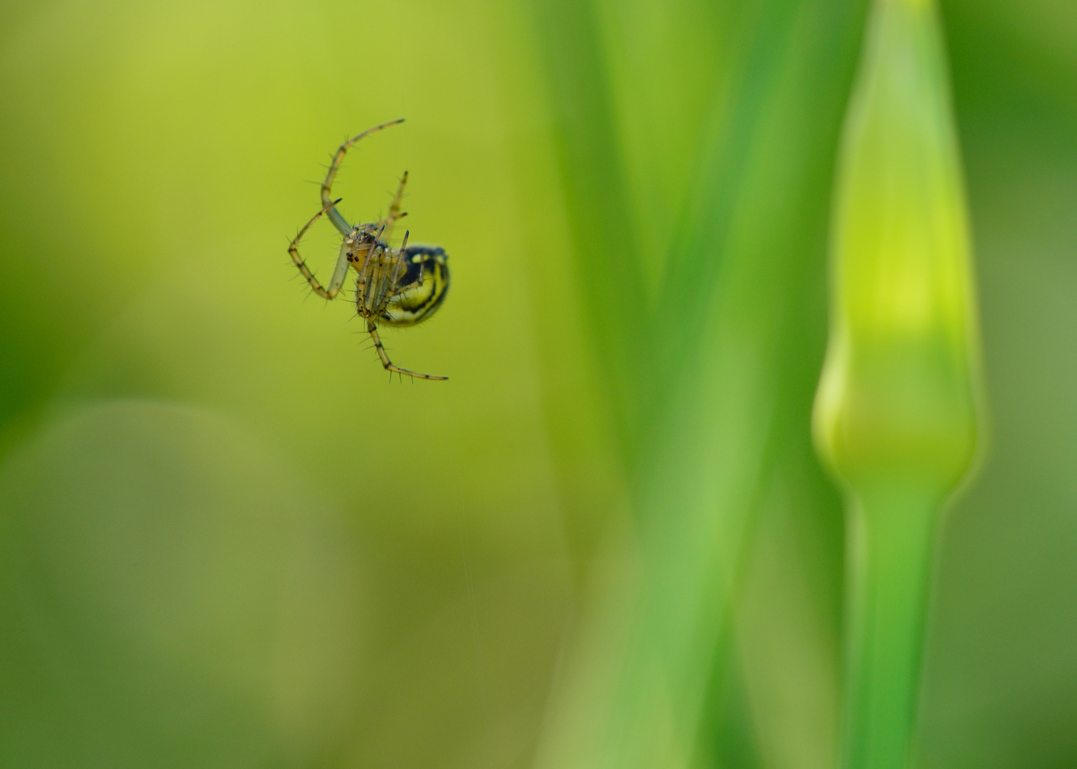 Webspinne