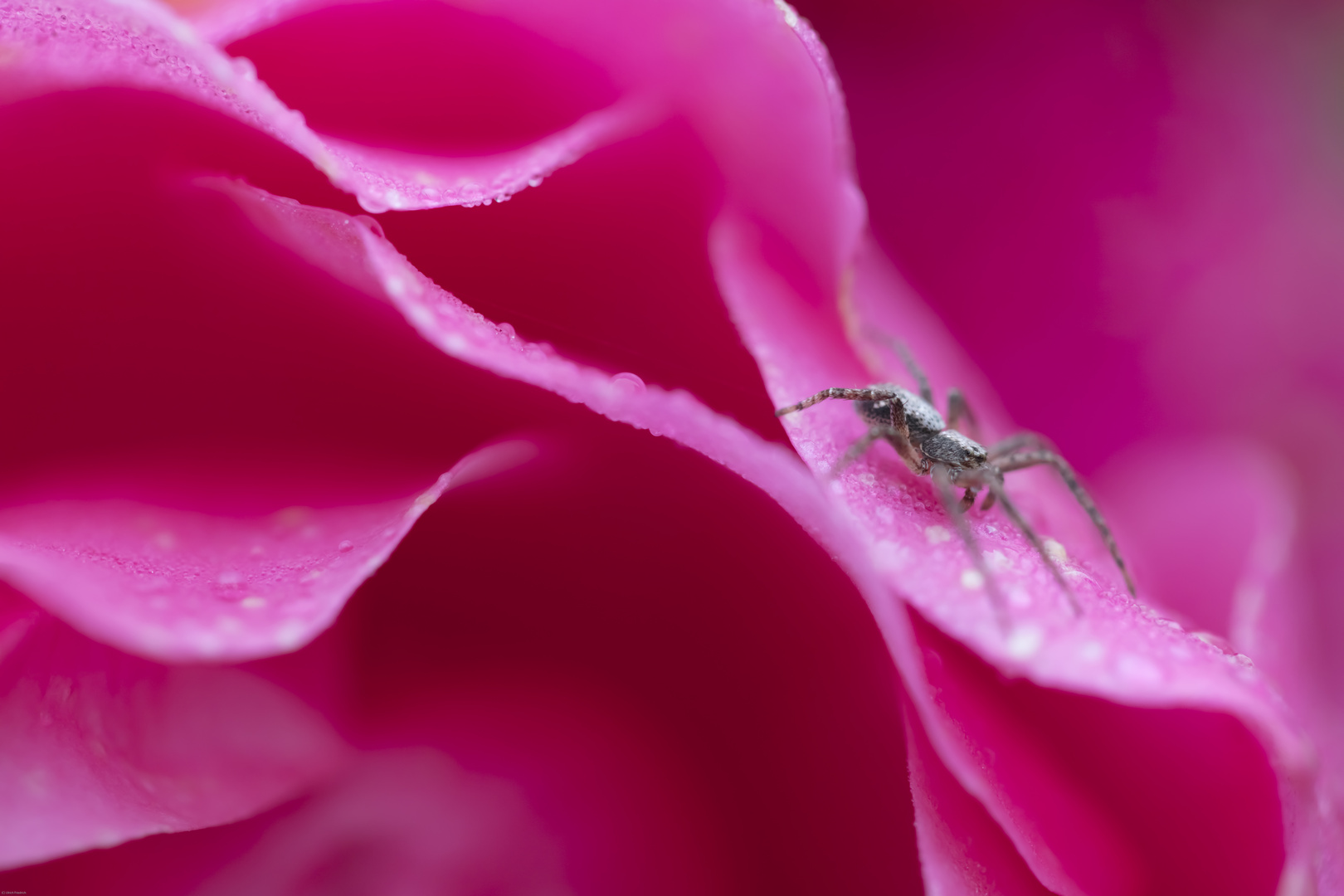 Webspinne auf Begonie III