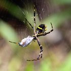 Webspinne aus dem Peruanischen Urwald, ca. 15Flussstunden von ucallpa entfernt.