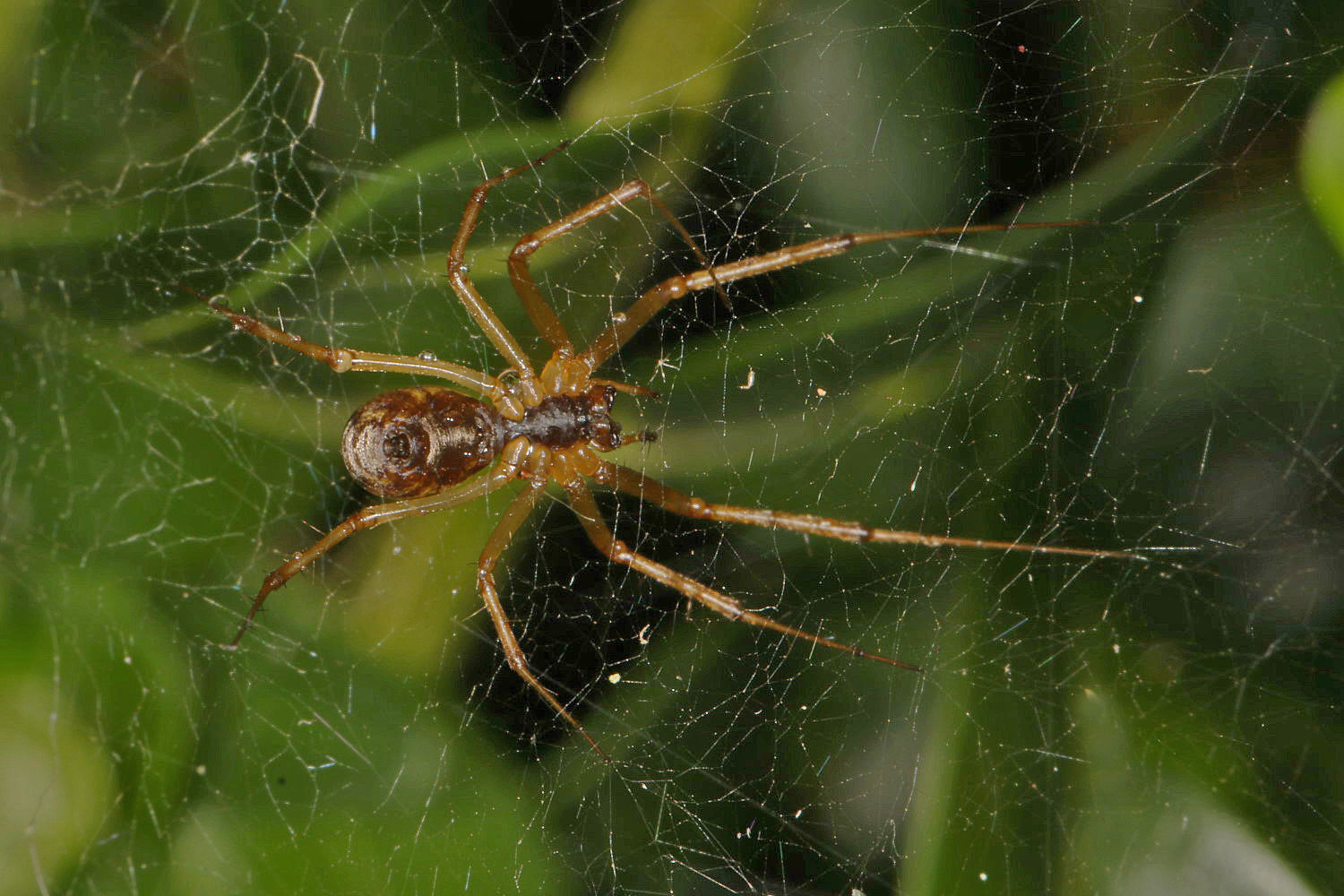 Webspinne