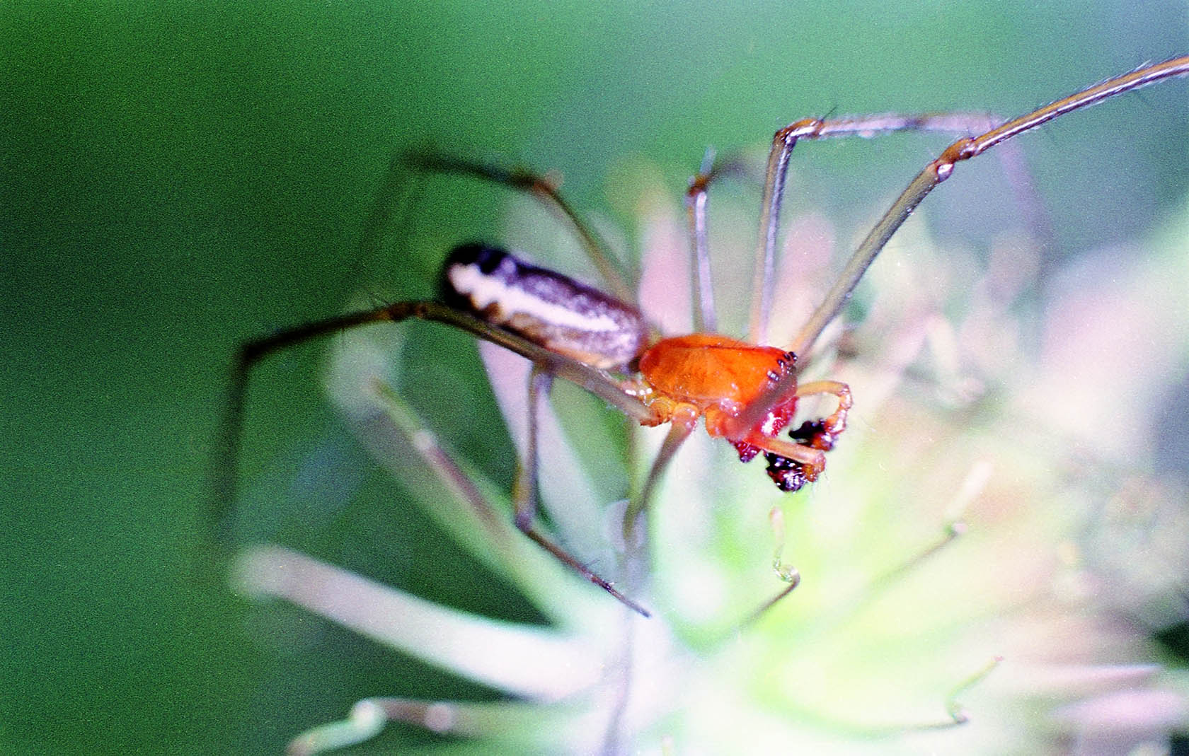 Webspinne, Leucauge-Art