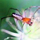 Webspinne, Leucauge-Art