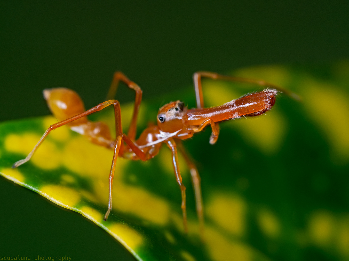 Webspinne (Myrmarachne Platanoides)