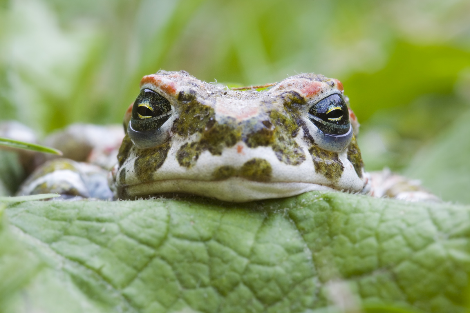 Wechelkröte (Bufo viridis) - european green toad (Bufo viridis)