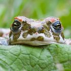 Wechelkröte (Bufo viridis) - european green toad (Bufo viridis)