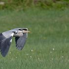 Wechsel im Revier zu einem anderen Platz zum Stöbern