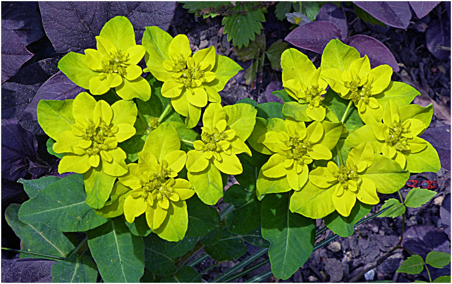 Wechselblättriges Milzkraut (Cheysosplenium alternifolium)