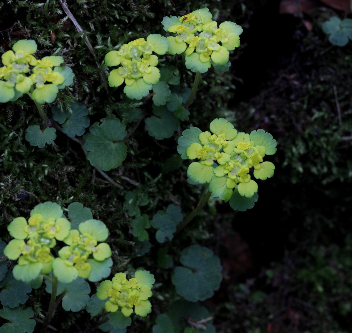 Wechselblättriges Milzkraut - Chrysosplenium alternifolium