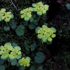 Wechselblättriges Milzkraut - Chrysosplenium alternifolium