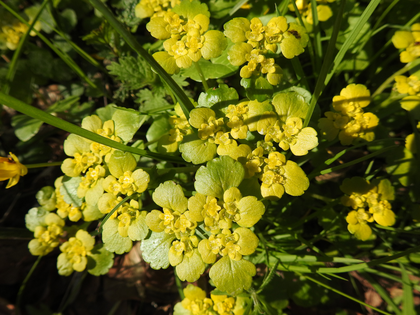 Wechselblättriges Milzkraut(Chrysosplenium alternifolium)