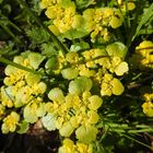 Wechselblättriges Milzkraut(Chrysosplenium alternifolium)