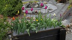 "Wechselblumenträger" beim Garteneisenbahnabschluß von hinten