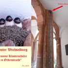 Wechselburg (Sa.) -  Basilika, Schwalbennest 2019  -