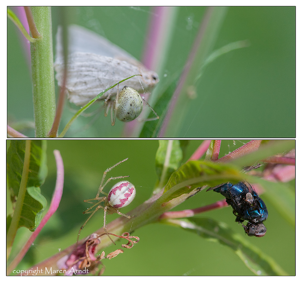 Wechselhaft - Enoplognatha ovata