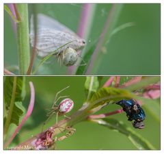 Wechselhaft - Enoplognatha ovata