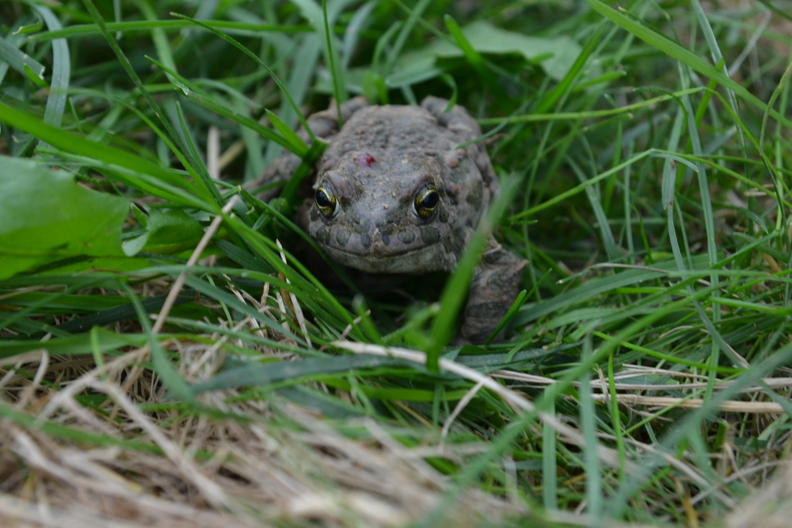 Wechselkröte