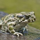 Wechselkröte (Bufo viridis)