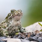 Wechselkröte - Bufo viridis