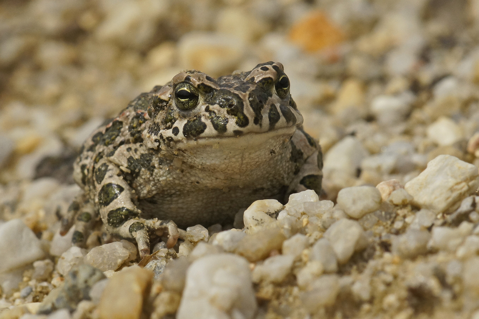 Wechselkröte (Bufo viridis)