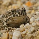 Wechselkröte (Bufo viridis)