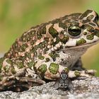 Wechselkröte (Bufo viridis)