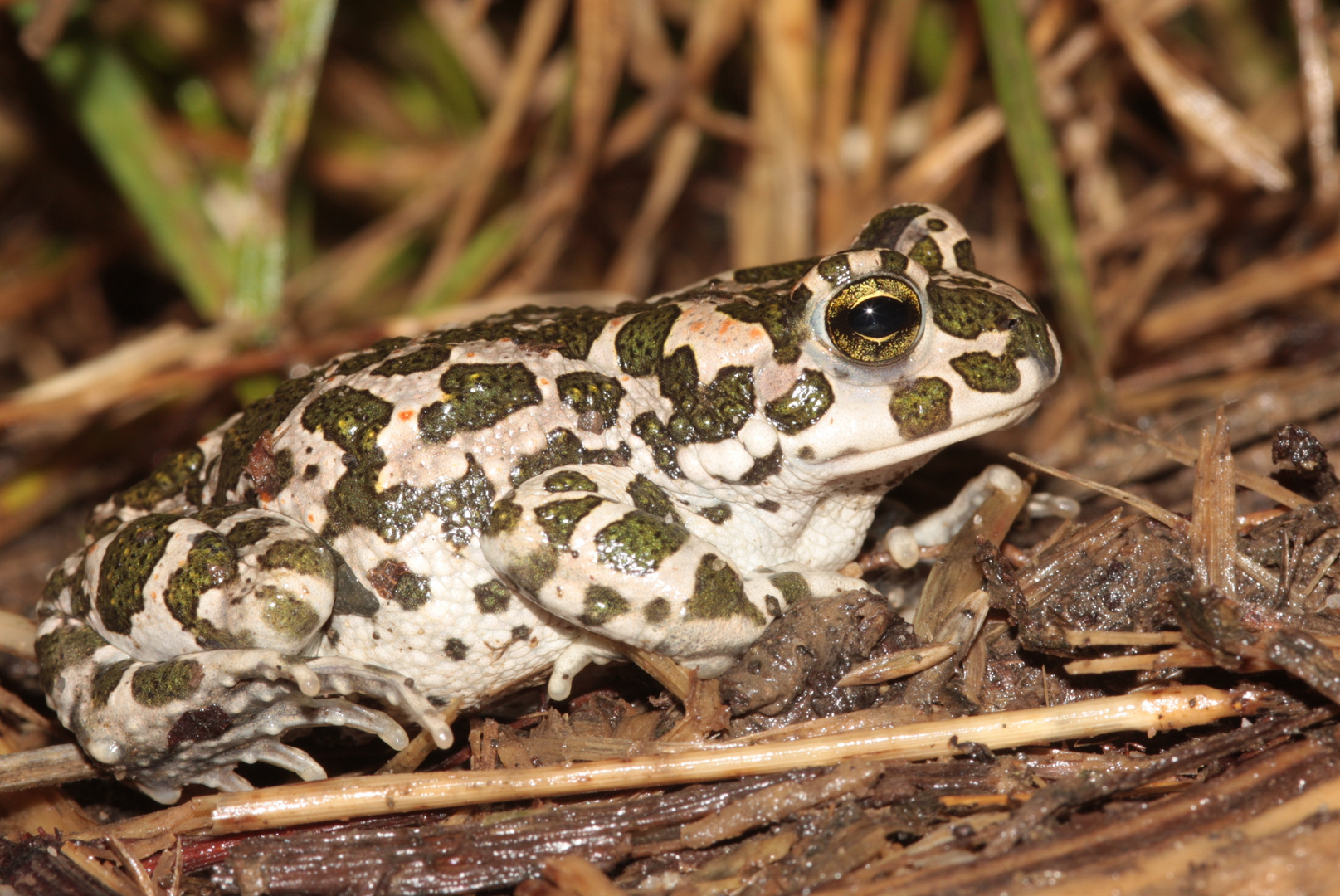 Wechselkröte (Bufo viridis)