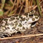 Wechselkröte (Bufo viridis)