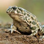 Wechselkröte | Bufo viridis