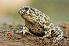 Wechselkröte | Bufo viridis