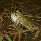 Wechselkröte (Bufo viridis)